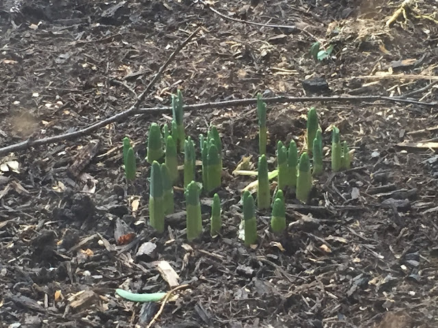 bulbs early emerge in january