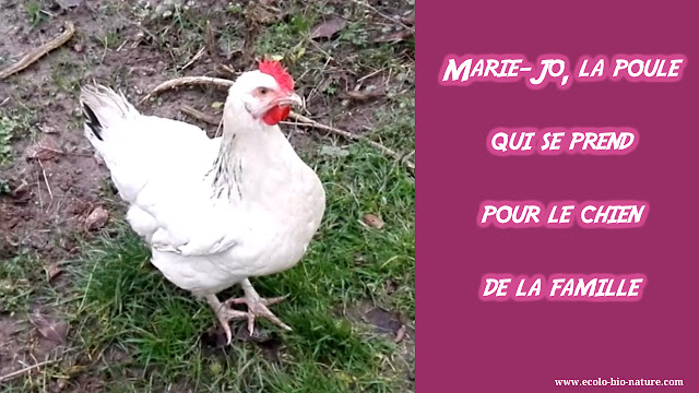 Marie-Jo, la poule qui se prend pour le chien de la famille ! (vidéo)