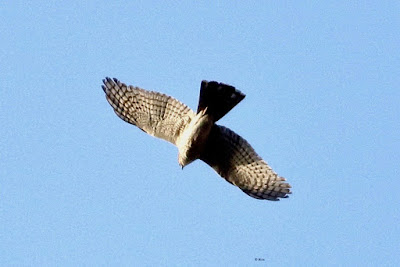 Eurasian Sparrowhawk