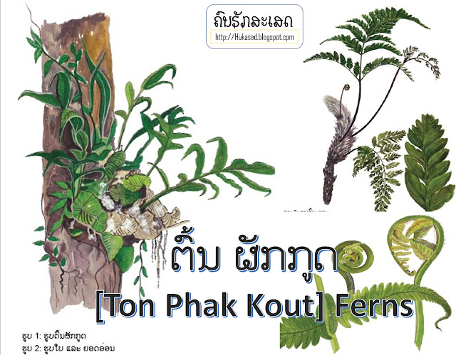 ຕົ້ນ ຜັກກູດ [Ton Phak Kout] Ferns