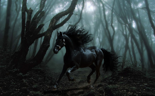 Black Horse in the Night