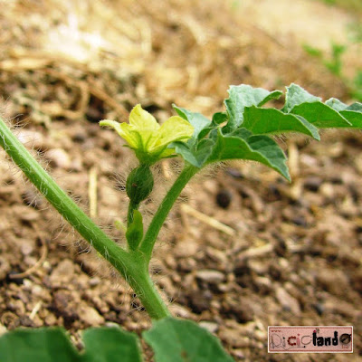 fiore femmina Anguria Riciclando