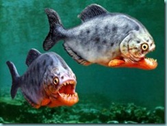 piranha