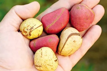 Health Benefits of Kola Nut