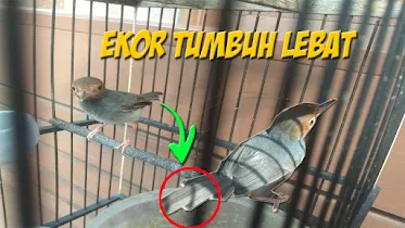 Cara Cepat Menumbuhkan Ekor Burung Prenjak