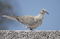 Eurasian Collared Dove, juvenile – Gran Canaria, Spain – May 2011 – photo by Juan Emilio