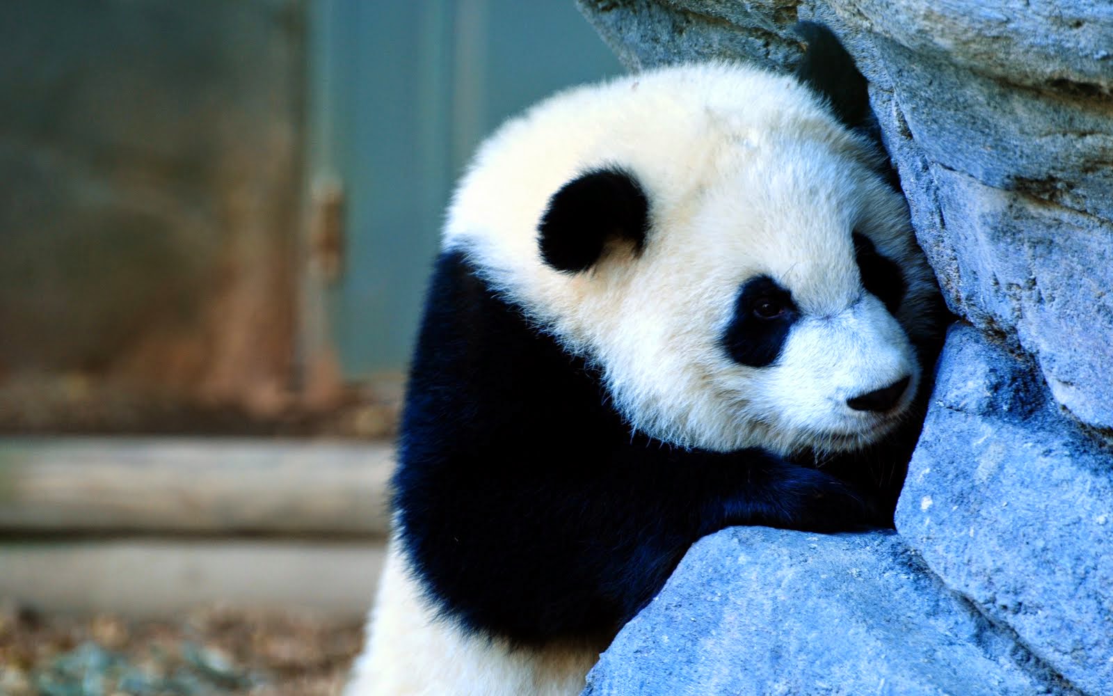 Foto Lucu Binatang  Panda  Terbaru Display Picture Unik