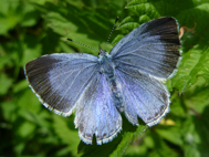 Holly Blue (2020)