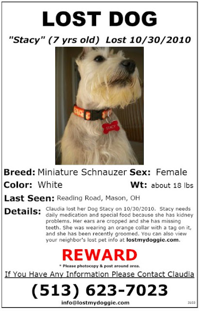 goldendoodle rescue florida. Lost Dog / Miniature Schnauzer