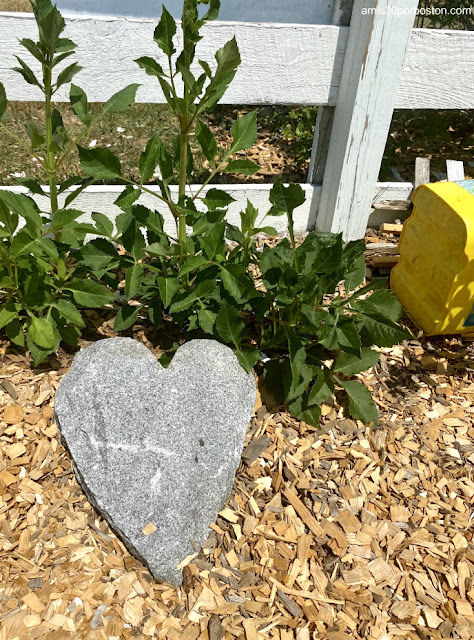 Corazón de Piedra en Smiling Hill Farm, Maine
