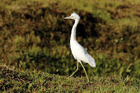 Little Blue Heron, juvenile – Tobago – Dec. 2014 – photo by Charles J. Sharp