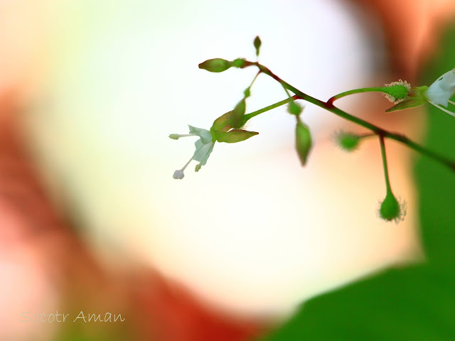 Circaea erubescens