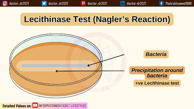 Lecithinase Test (Nagler’s Reaction): Principles, Procedures, and Interpretations