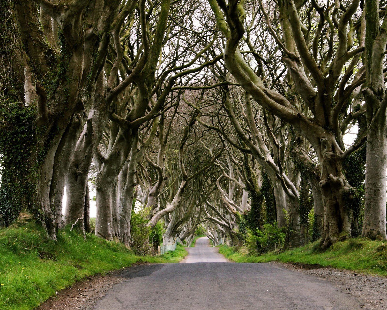The Dark Hedges – Ireland ~ travell and culture