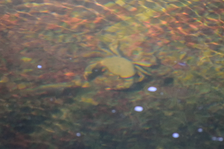 Fish and Crab in Rio Viejo, Puriscal