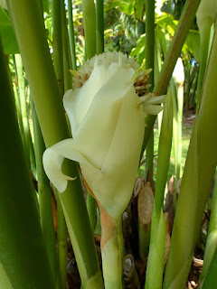 Rose de porcelaine blanche - Etlingera elatior