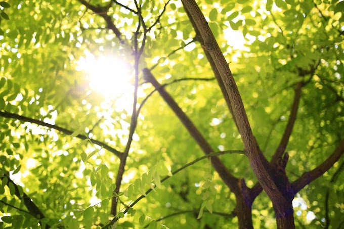 Free Wallpaper Bright Green Full HD