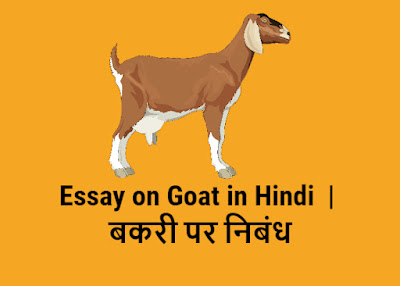 Essay on Goat in Hindi