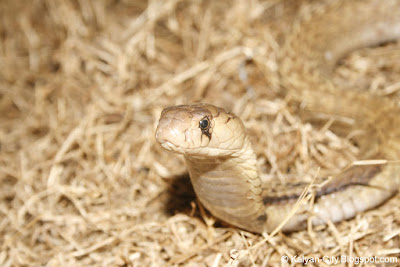 Indian Cobra