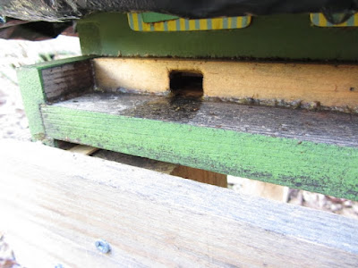 bee, bee cozy, beekeeping, condensation, Styrofoam, ventilation, 