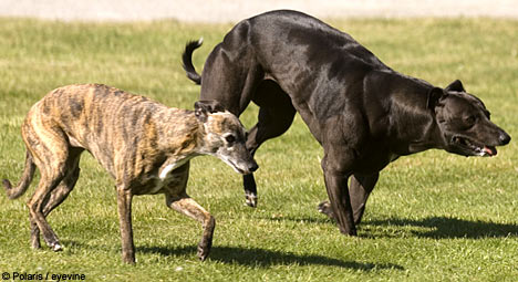 protein for dog