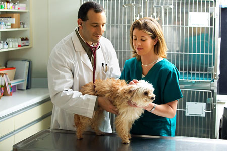 Dokter Hewan