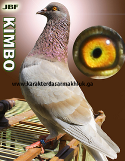 Legenda Burung Merpati Yang Ada Di Indonesia Semuanya Hebat