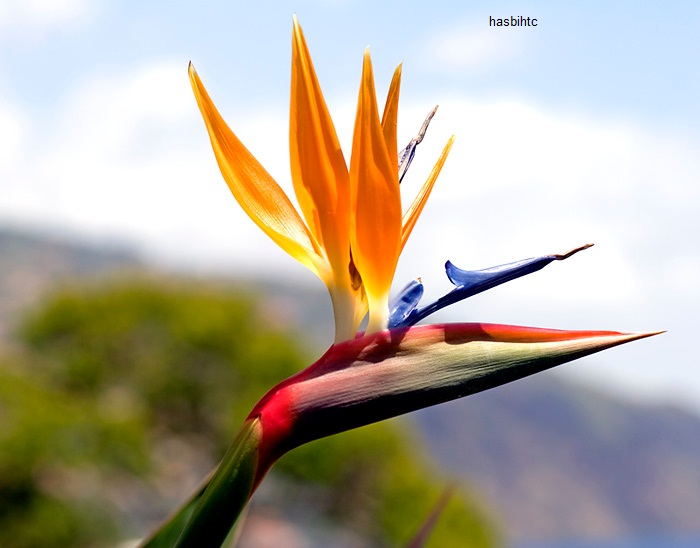 Bunga Bird of Paradise