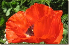 Poppy Close