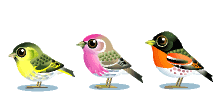 Pássaros (244)