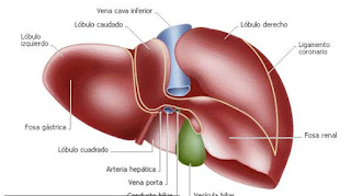 hígado,cáncer,cáncer de hígado,ferritina,hemocromatosis