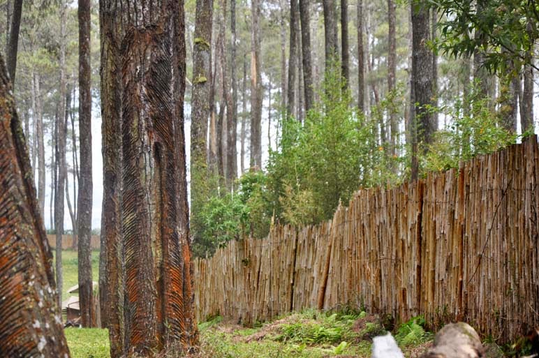 tempat wisata dekat orchid forest cikole Outbound Cikole Lembang Tempat Outbound di Lembang