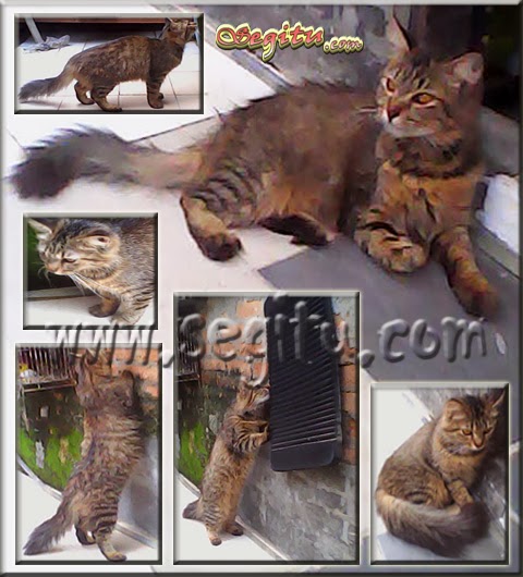 KUCING ANGGORA MIX PERSIA ~ SEGITU PETSHOP