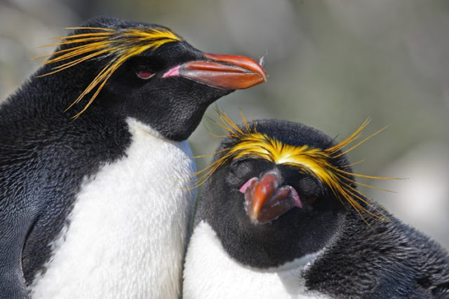 Study sheds light on penguin evolution