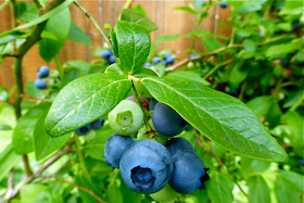 blueberries, garden, kuchen, quick coffee cake, dessert