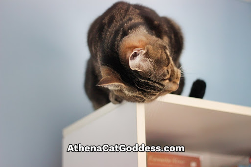 tabby cat on bookshelf