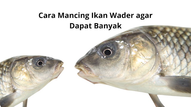 Mancing Ikan Wader bisa menjadi pengalaman yang sangat seru dan memuaskan. Ikan wader yang dikenal dengan pergerakan cepatnya dan pertarungan yang kuat menantang pemancing untuk menjadi lebih mahir dalam menangkapnya. Jika sobat mancing mania Jember ingin berhasil dan dapat banyak Ikan Wader.