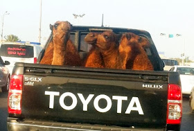 Funny animals of the week - 24 January 2014 (40 pics), three camels in pickup truck