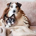 Cuidados Essenciais para Cães e Gatos