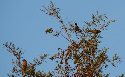 sparrows in a tree