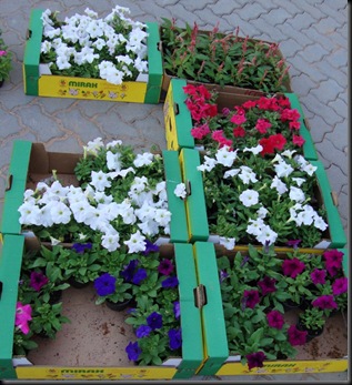 plant souk petunias