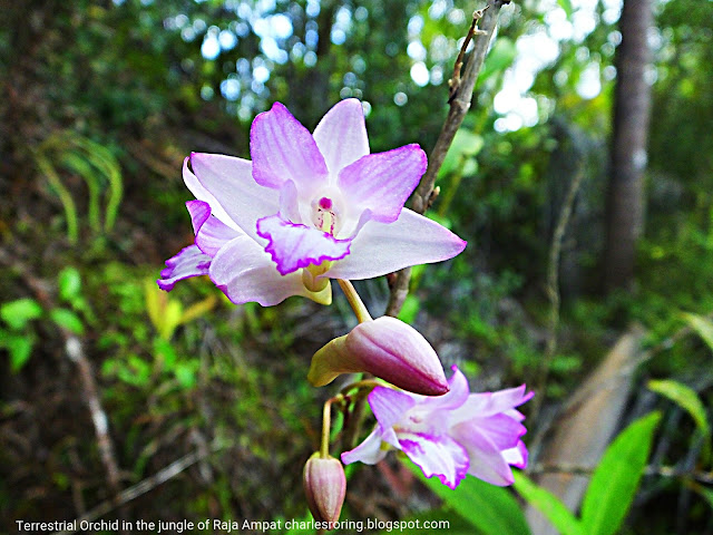 orchid flower in Waigeo