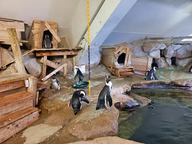 Pinguins in Nausicaá in Boulogne-sur-Mer