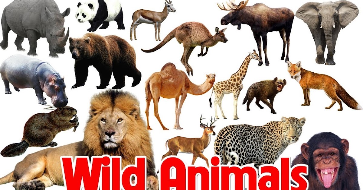 Kênh Thủ Thuật K4Kchannel: Learn Names of Wild Animals | Picture