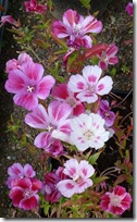 shades of pink