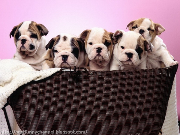 Five cute puppies.