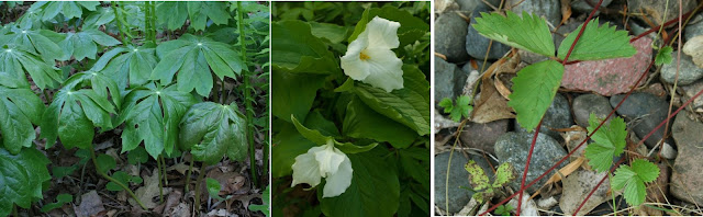 A set of three photos showing mayapple with its umbrella-like leaves, a clump of large-flowered trillium with several white, three-petaled flowers, and wild strawberry leaves and runners clambering over rocks.