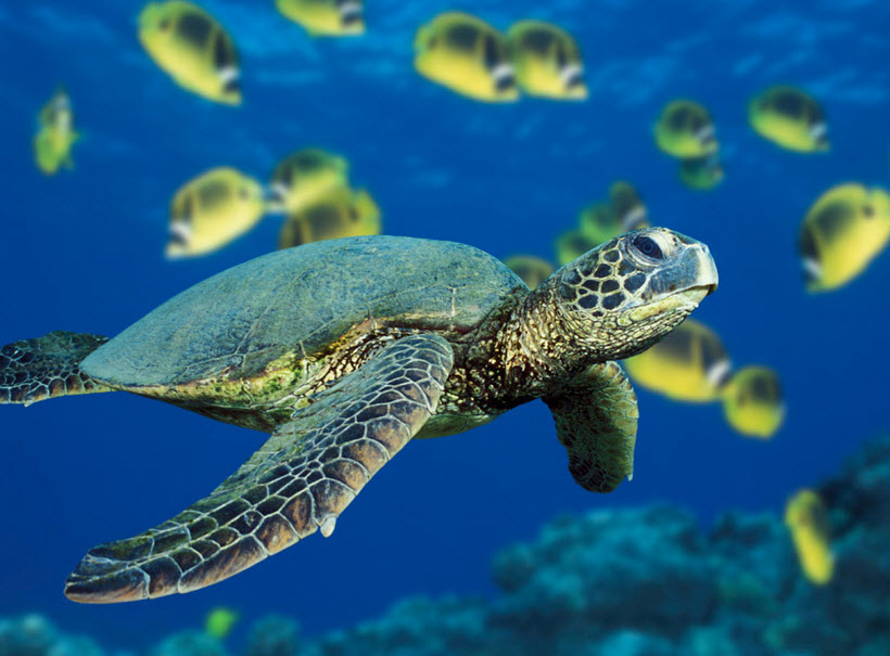 Kemp's Ridley Sea Turtle - Stock Image