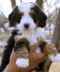 Bernedoodle puppies for sale in Florida