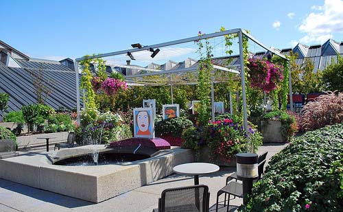 Roof Top vegetable gardening